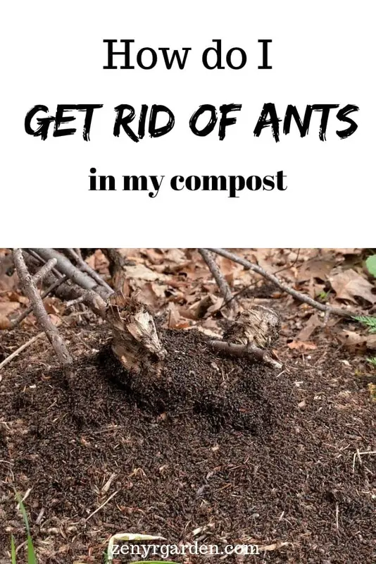 How to Get Rid Of Ants in A Compost Bin